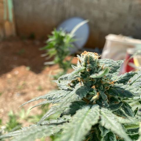 Wedding cake growlog timeline photo