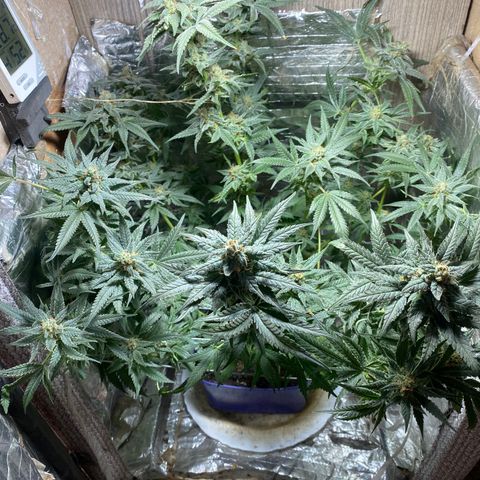 Wedding cake growlog timeline photo