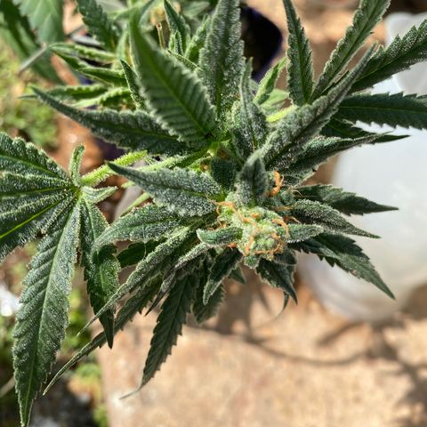 Wedding cake growlog timeline photo