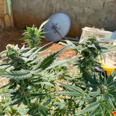 Wedding cake growlog timeline photo