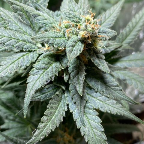 Wedding cake growlog timeline photo