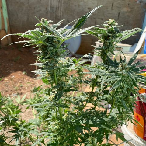 Wedding cake growlog timeline photo