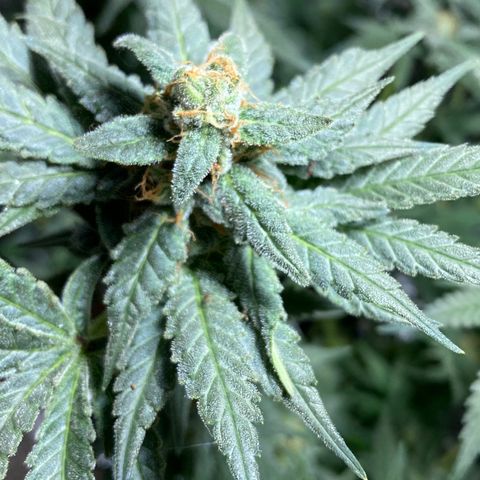 Wedding cake growlog timeline photo