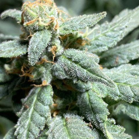 Wedding cake growlog timeline photo