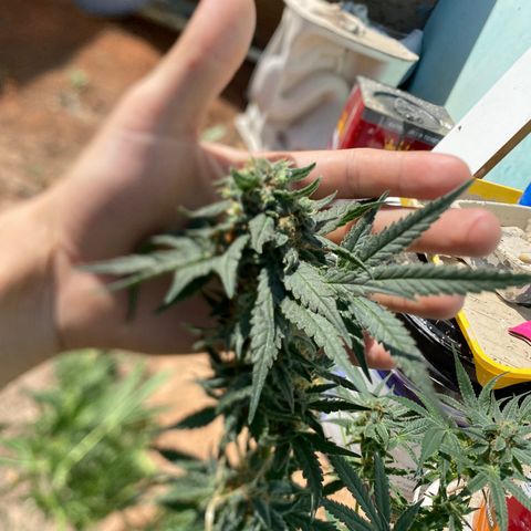 Wedding cake growlog timeline photo