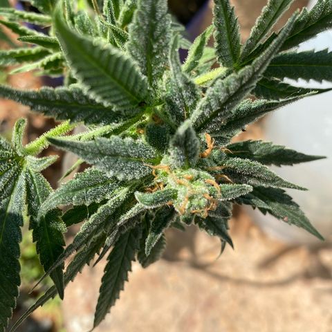 Wedding cake growlog timeline photo