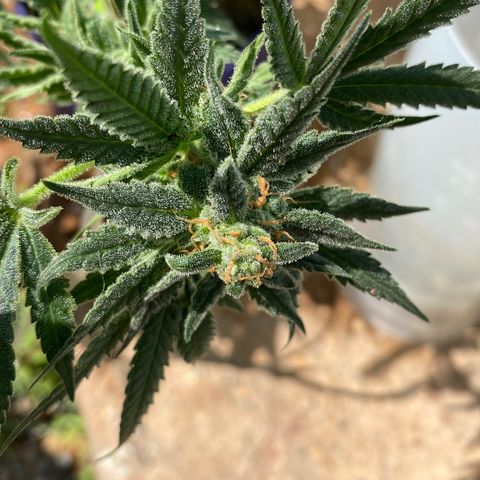 Wedding cake growlog timeline photo