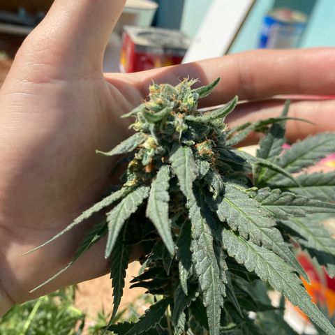 Wedding cake growlog timeline photo