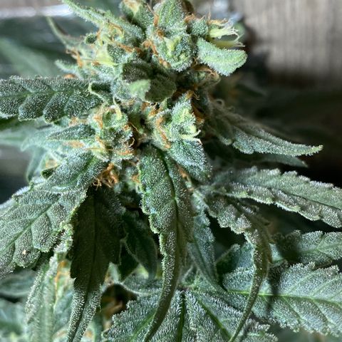 Wedding cake growlog timeline photo