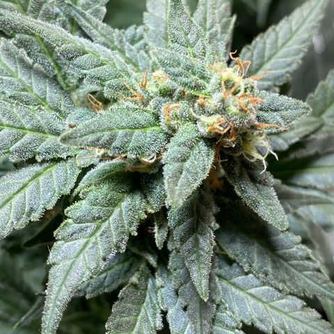 Wedding cake growlog timeline photo