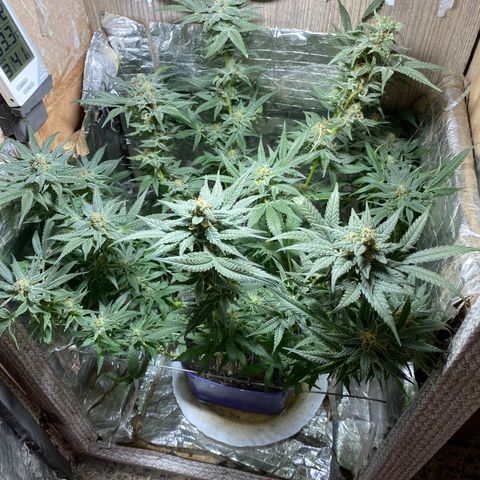 Wedding cake growlog timeline photo