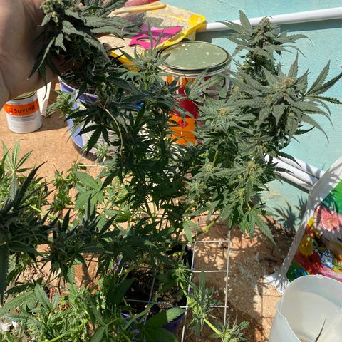 Wedding cake growlog timeline photo