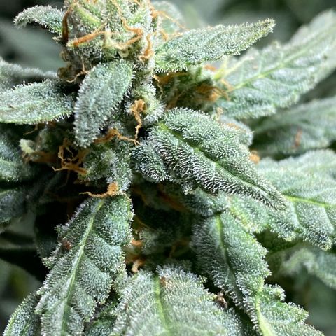Wedding cake growlog timeline photo