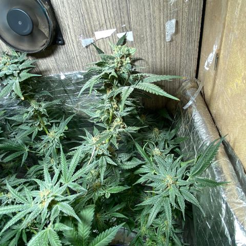 Wedding cake growlog timeline photo
