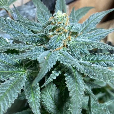 Wedding cake growlog timeline photo