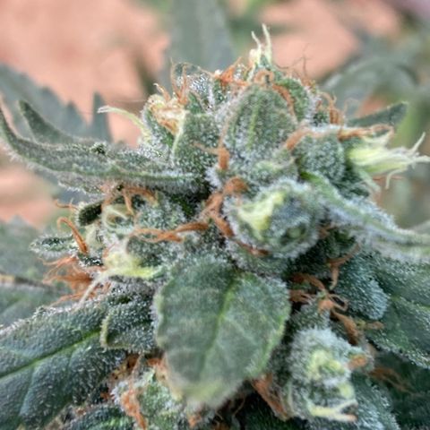 Wedding cake growlog timeline photo