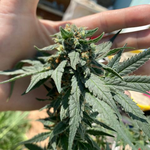 Wedding cake growlog timeline photo