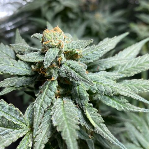 Wedding cake growlog timeline photo