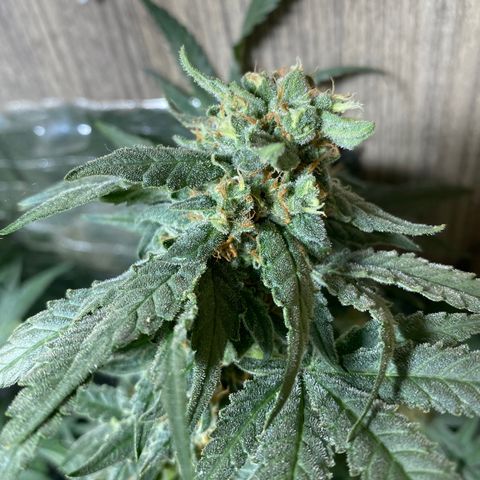 Wedding cake growlog timeline photo
