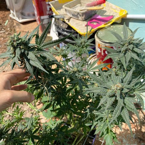 Wedding cake growlog timeline photo