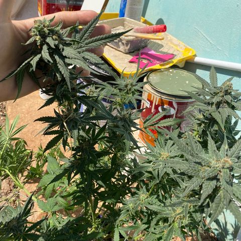 Wedding cake growlog timeline photo