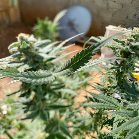 Wedding cake growlog timeline photo