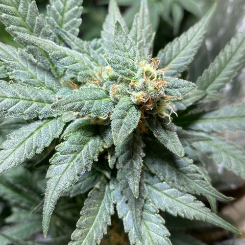 Wedding cake growlog timeline photo