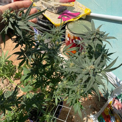 Wedding cake growlog timeline photo