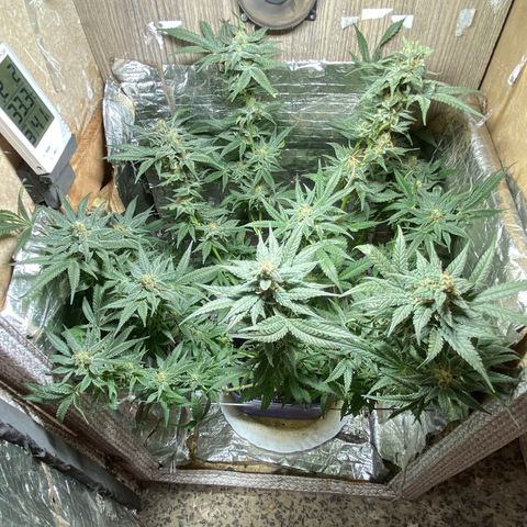 Wedding cake growlog timeline photo