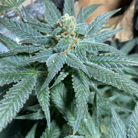 Wedding cake growlog timeline photo