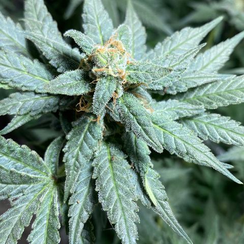 Wedding cake growlog timeline photo