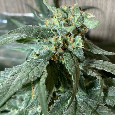 Wedding cake growlog timeline photo