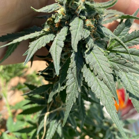 Wedding cake growlog timeline photo
