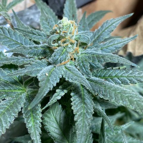 Wedding cake growlog timeline photo