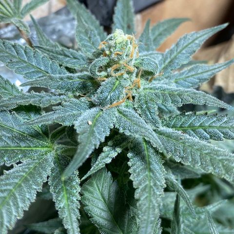 Wedding cake growlog timeline photo