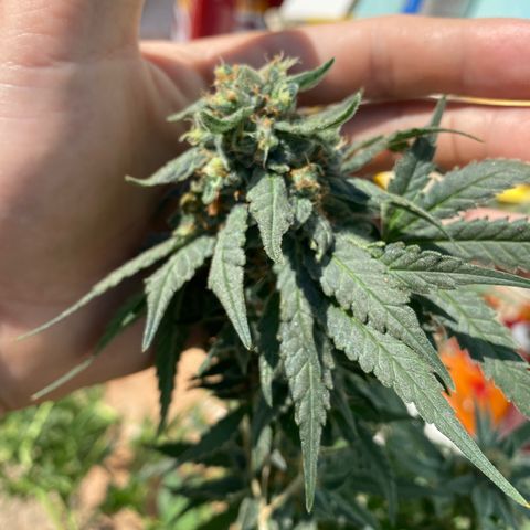 Wedding cake growlog timeline photo