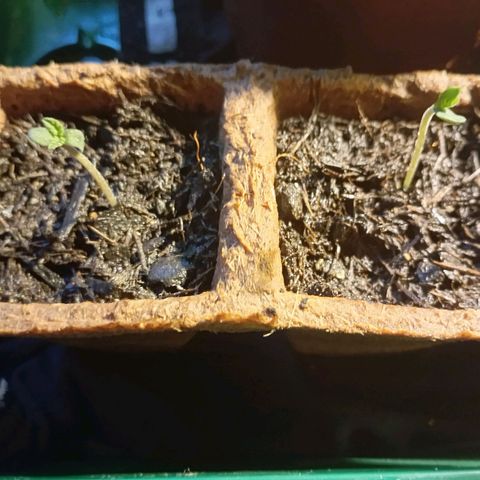 Girl Scout Cookies growlog photo: Erstes Blattpaar kommt