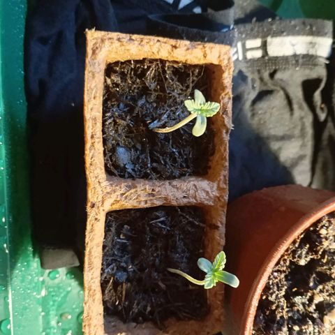 Girl Scout Cookies growlog timeline photo