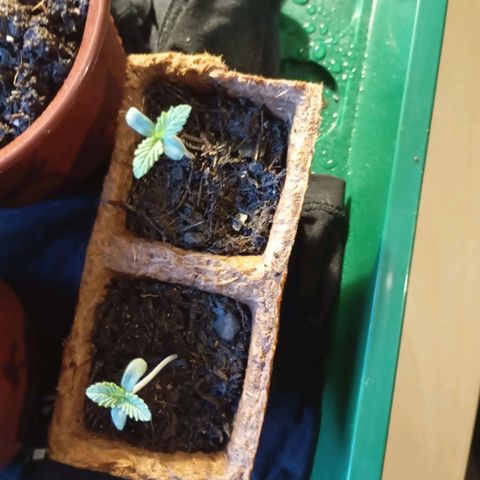 Girl Scout Cookies growlog photo: Abends