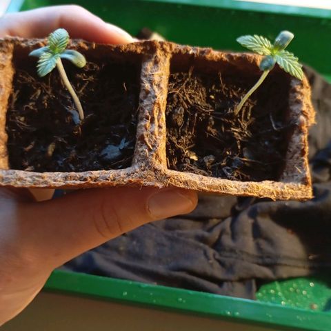 Girl Scout Cookies growlog photo: Stecklinge fast identisch. Rechter bereits am Durchwurzeln, deswegen Umtopfen. Behandlung mit Mycel und Mikroorganismen. 