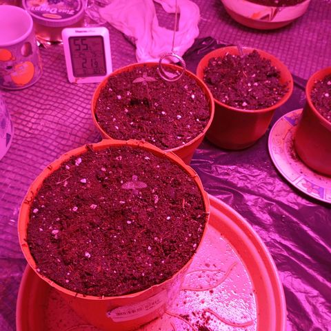 Girl Scout Cookies growlog timeline photo