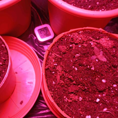 Girl Scout Cookies growlog photo: Nachmittags