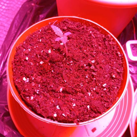 Girl Scout Cookies growlog photo: Nachmittags