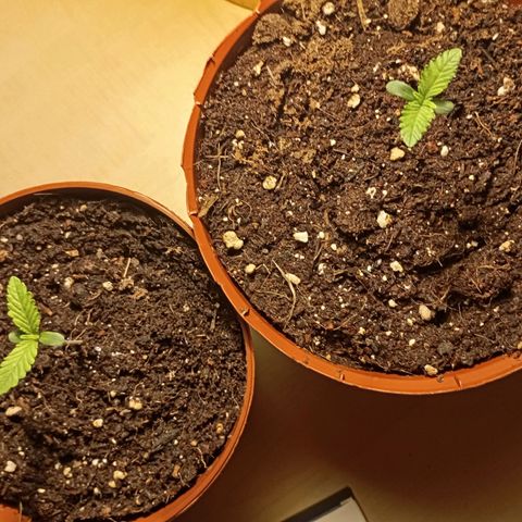 Girl Scout Cookies growlog photo: Abends