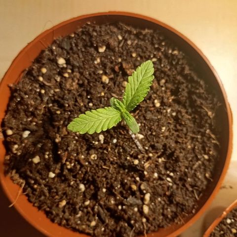 Girl Scout Cookies growlog photo: Abends