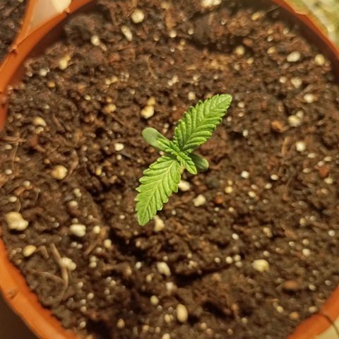 Girl Scout Cookies growlog photo: Abends