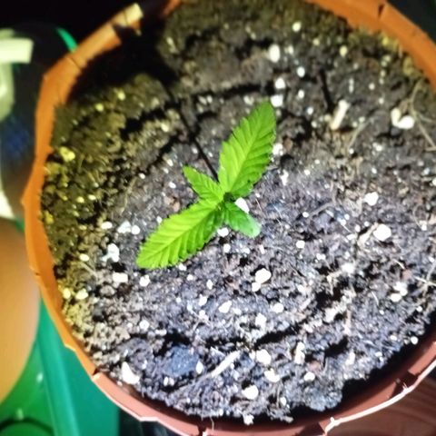 Girl Scout Cookies growlog photo: 00:00 - Abschalten des Lichts für sechs Stunden 