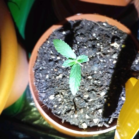 Girl Scout Cookies growlog photo: 00:00 - Abschalten des Lichts für sechs Stunden 