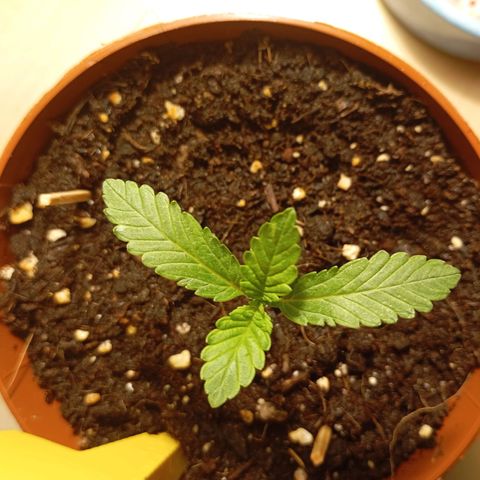 Girl Scout Cookies growlog photo: Abends