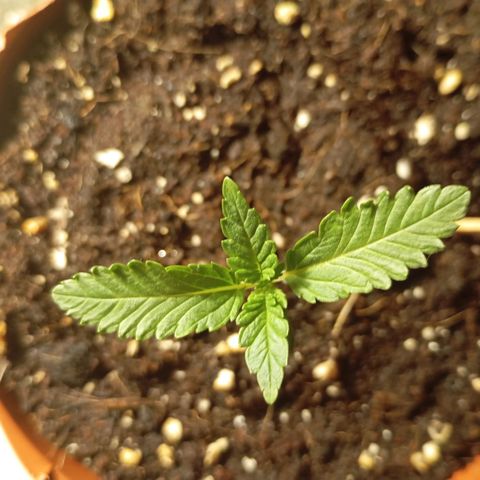 Girl Scout Cookies growlog photo: Abends